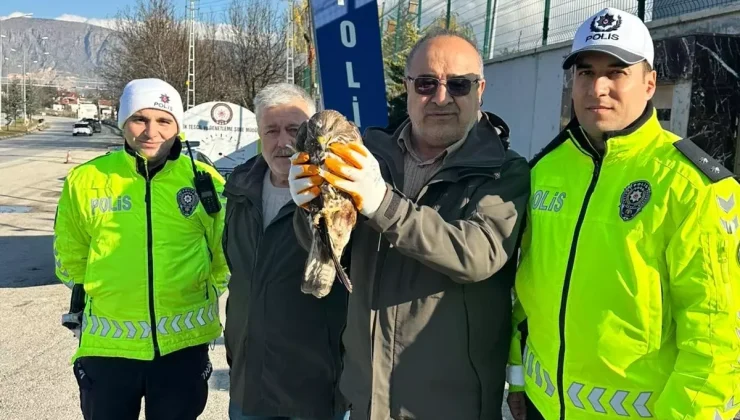 Amasya’da Yaralı Şahin Uygulama Noktasında Bulundu