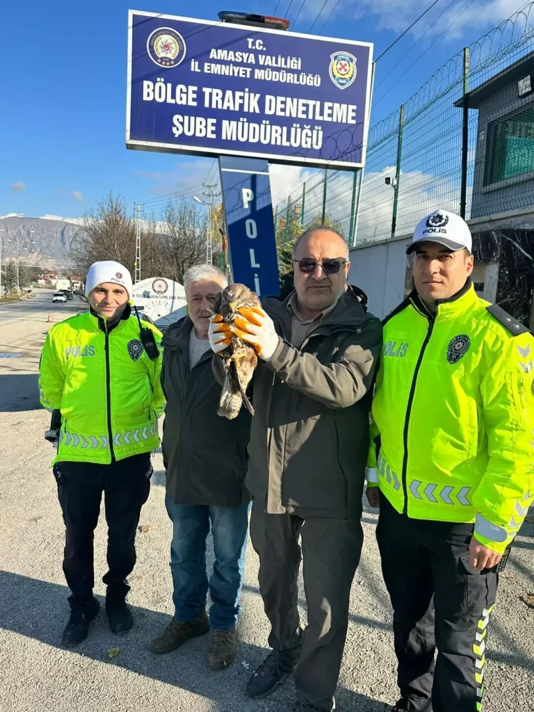 Amasya’da Yaralı Şahin Uygulama Noktasında Bulundu