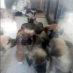 Ankara’da doktora köpek cinsel istismarı ve öldürme suçundan ceza