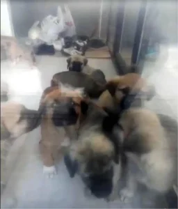 Ankara’da doktora köpek cinsel istismarı ve öldürme suçundan ceza