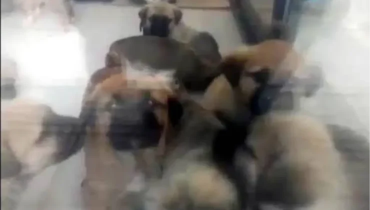 Ankara’da doktora köpek cinsel istismarı ve öldürme suçundan ceza