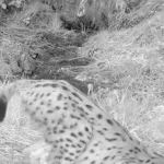 Antalya’daki yavru vaşaklar fotokapanda