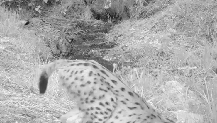 Antalya’daki yavru vaşaklar fotokapanda