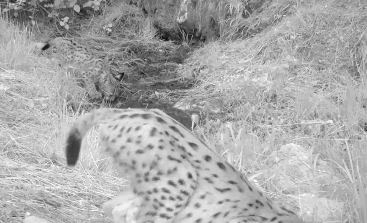 Antalya’daki yavru vaşaklar fotokapanda