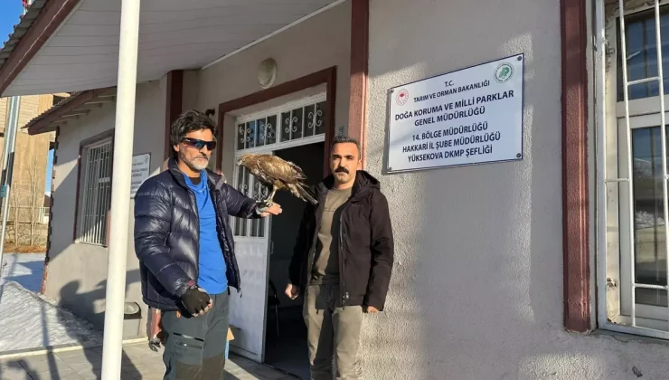 Aylar sonra geri dönen kızıl şahini Doğa Koruma ekiplerine teslim etti