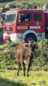 Balıkesir’de kuyuya düşen inek itfaiye ekiplerince kurtarıldı