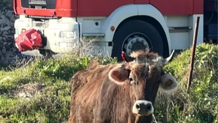 Balıkesir’de kuyuya düşen inek itfaiye ekiplerince kurtarıldı