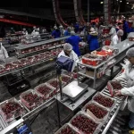 Çin’in Shanghai Limanı, Yeni Yıl Öncesinde Şili’den Rekor Kiraz Sevkiyatına Hazırlanıyor