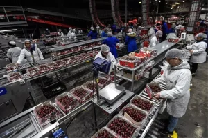 Çin’in Shanghai Limanı, Yeni Yıl Öncesinde Şili’den Rekor Kiraz Sevkiyatına Hazırlanıyor