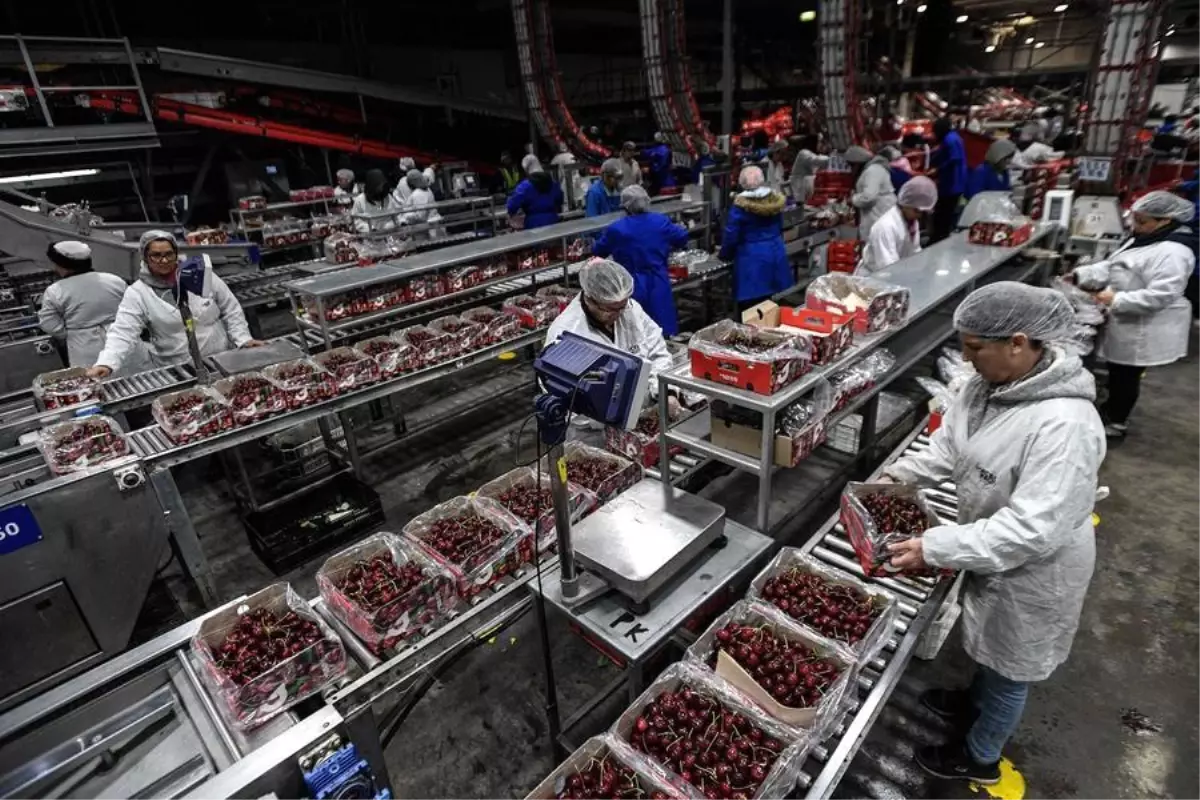 Çin’in Shanghai Limanı, Yeni Yıl Öncesinde Şili’den Rekor Kiraz Sevkiyatına Hazırlanıyor