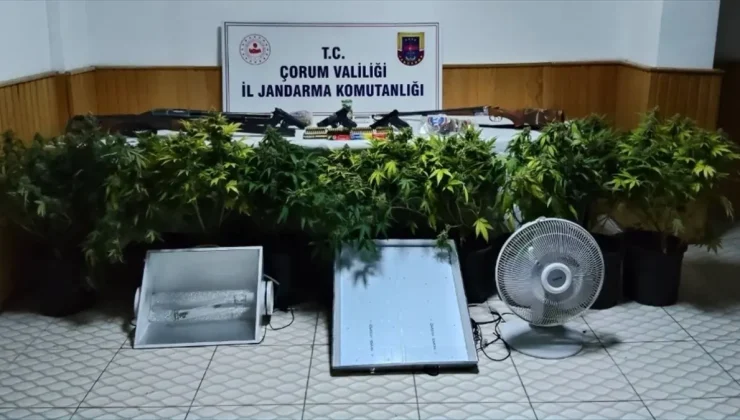 Çorum’da uyuşturucu bitki yetiştiren 4 kişi yakalandı