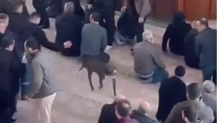 Cuma vaazı sırasında camiye pitbullun girdiği anlar kamerada