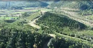 Dalaman’da 2019 yangını sonrası ağaçlandırma çalışmaları meyvesini verdi