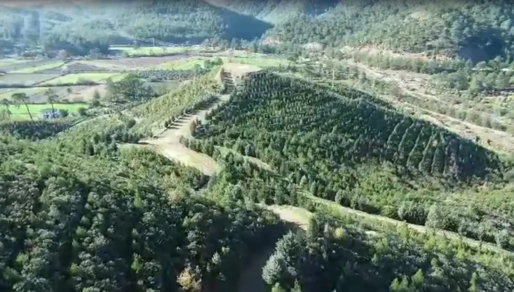 Dalaman’da 2019 yangını sonrası ağaçlandırma çalışmaları meyvesini verdi