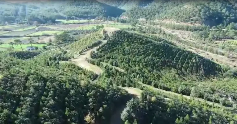 Dalaman’da 2019 yangını sonrası ağaçlandırma çalışmaları meyvesini verdi