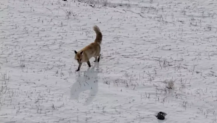 Dron sesinden tedirgin olan kızıl tilki, yuvasını terk etmedi