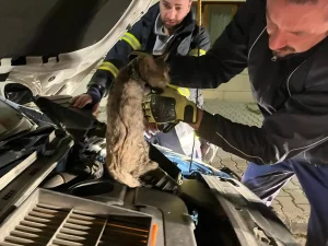 Erzincan’da aracın motor kısmına sıkışan kediyi itfaiye kurtardı