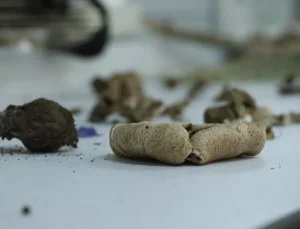 Ganos Dağı’na ait mantar çeşitlerinin envanteri çıkarılıyor