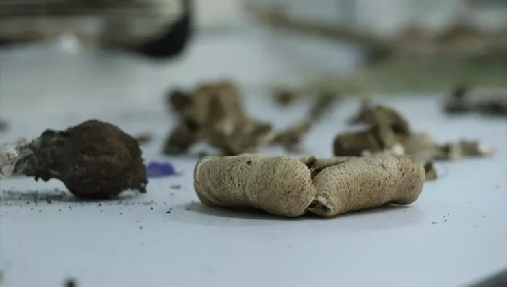 Ganos Dağı’na ait mantar çeşitlerinin envanteri çıkarılıyor