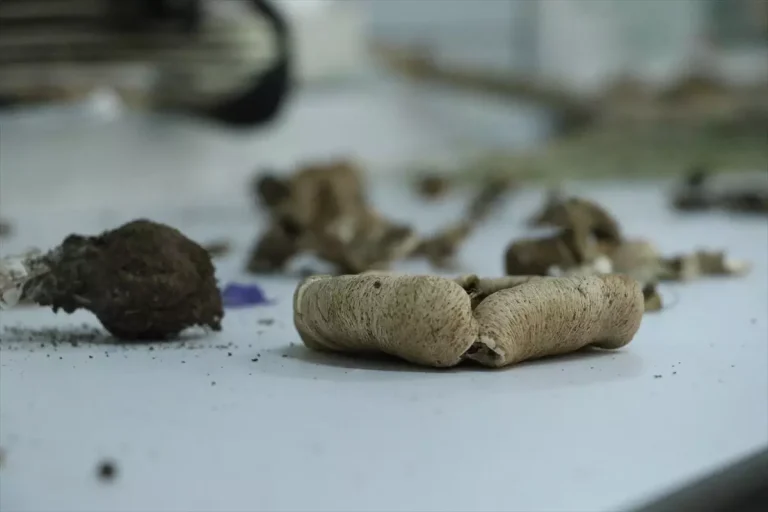 Ganos Dağı’na ait mantar çeşitlerinin envanteri çıkarılıyor