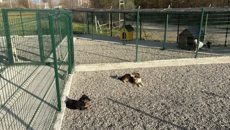 Kampüsteki hayvanlar için doğal yaşam alanı oluşturuldu