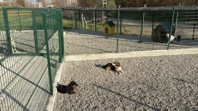 Kampüsteki hayvanlar için doğal yaşam alanı oluşturuldu