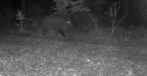 Karabük’te yaban hayatı fotokapana yansıdı