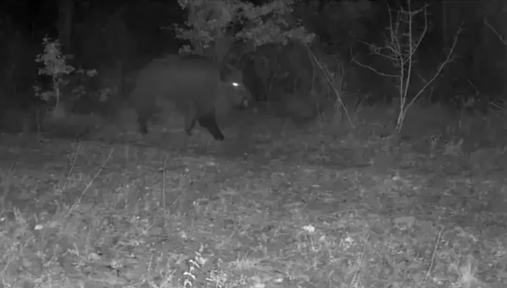 Karabük’te yaban hayatı fotokapana yansıdı