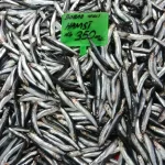 Karadeniz’deki av baskısı hamsi popülasyonunu göçe zorladı