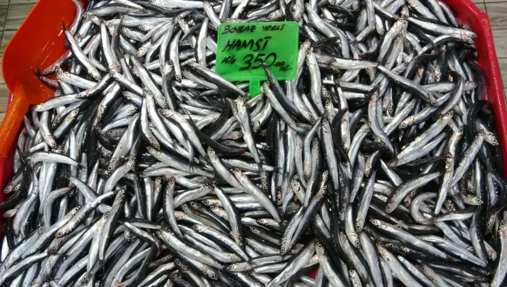 Karadeniz’deki av baskısı hamsi popülasyonunu göçe zorladı