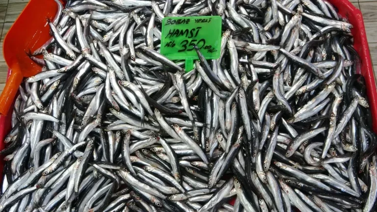 Karadeniz’deki av baskısı hamsi popülasyonunu göçe zorladı