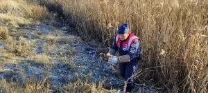 Karaman’da yaralı bulunan kızıl şahin tedavi altına alındı