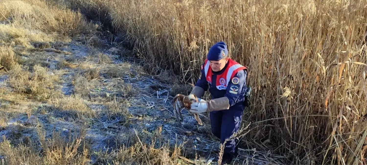 Karaman’da yaralı bulunan kızıl şahin tedavi altına alındı