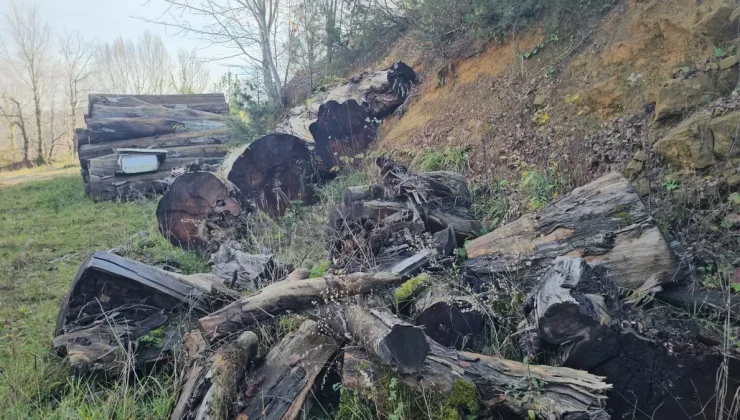 Kesilen 1183 yaşındaki porsuk ağacı, odun olmaktan kurtarıldı; İstanbul’da müzede sergilenecek