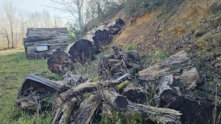 Kesilen 1183 yaşındaki porsuk ağacı, odun olmaktan kurtarıldı; İstanbul’da müzede sergilenecek