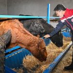 Kırmızı et üretimini artıracak proje sonuç vermeye başladı