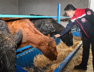 Kırmızı et üretimini artıracak proje sonuç vermeye başladı