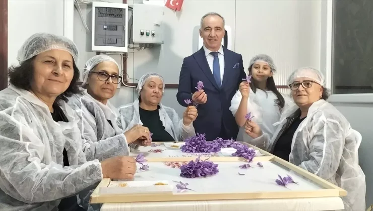 Mali müşavir kurduğu tesiste topraksız safran üretimi yapıyor