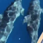 Muğla’da teknenin yanında yüzen yunus sürüsü kamerada