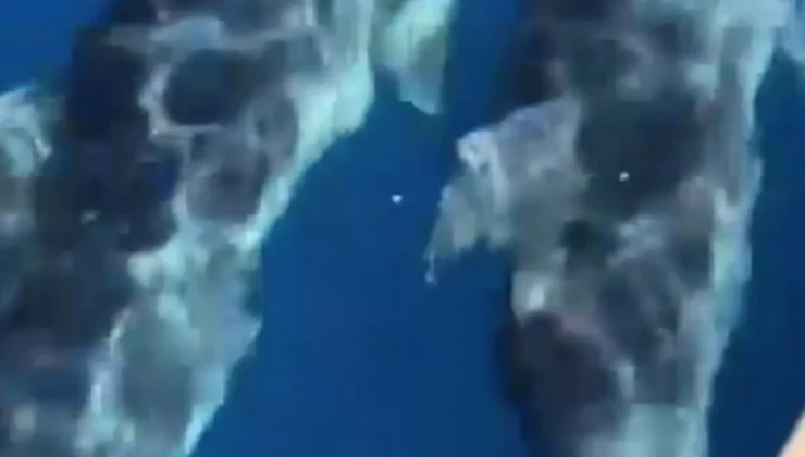Muğla’da teknenin yanında yüzen yunus sürüsü kamerada