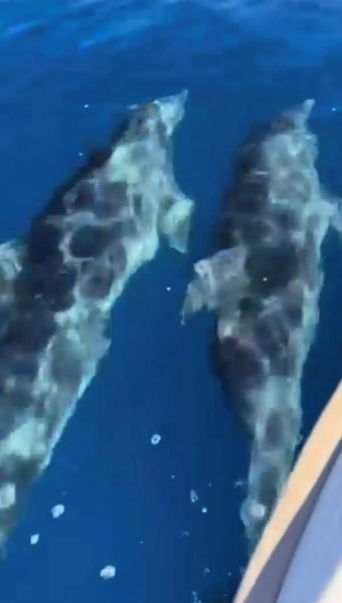 Muğla’da teknenin yanında yüzen yunus sürüsü kamerada