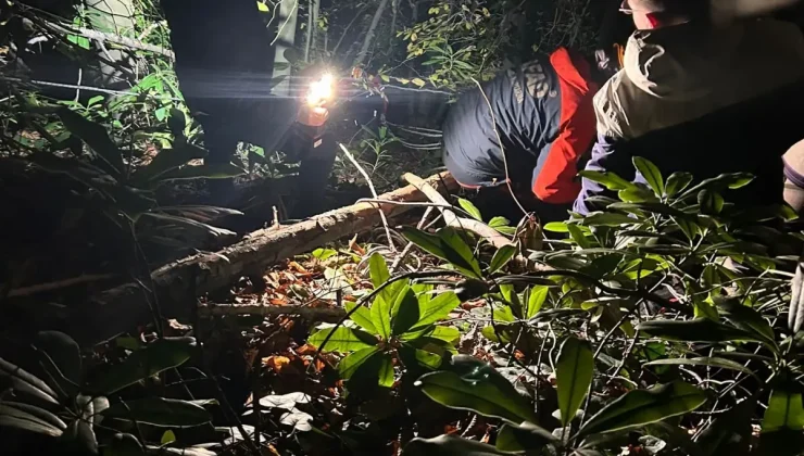 Orman İşçisi Engebeli Araziye Düşerek Yaralandı