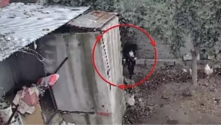 Osmaniye’de kümeslerden tavuk çalan şüpheli tutuklandı; hırsızlık anı kamerada