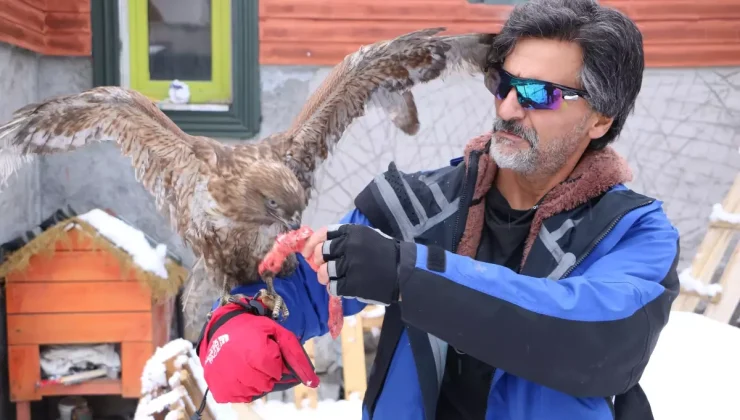 Tedavi edip doğaya bıraktığı kızıl şahin, aylar sonra geri döndü