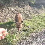 Tilkiyi eliyle besledi