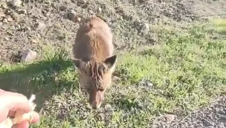 Tilkiyi eliyle besledi