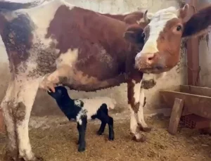 Tokat’ta annesi ölen kuzuyu inek emziriyor