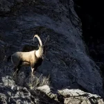 Tunceli’de yaban keçileri Munzur Vadisi’ne indi