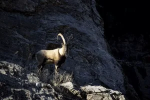 Tunceli’de yaban keçileri Munzur Vadisi’ne indi