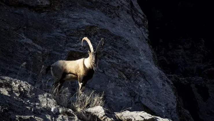 Tunceli’de yaban keçileri Munzur Vadisi’ne indi